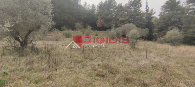 Κωδικός ακινήτου: 10-7621 – Σέρρες, περιοχή Μαρμαράς, Περδικάρη. Πωλείται οικοδομήσιμο αγροτεμάχιο με συνολική επιφάνεια 13.000 τ.μ.