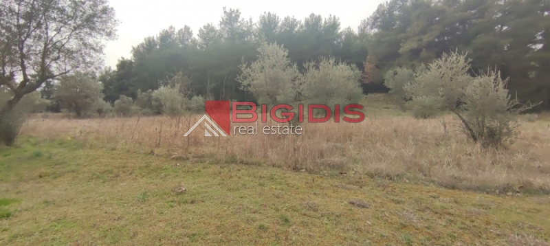 Κωδικός ακινήτου: 10-7621 – Σέρρες, περιοχή Μαρμαράς, Περδικάρη. Πωλείται οικοδομήσιμο αγροτεμάχιο με συνολική επιφάνεια 13.000 τ.μ.