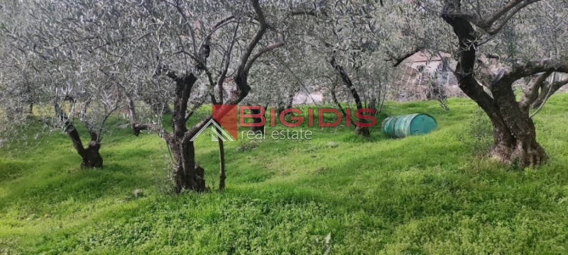 ΕΛΑΙΩΝΑΣ οικόπεδο άρτιο και οικοδομήσιμο με πανοραμική θέα .