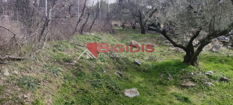 ΕΛΑΙΩΝΑΣ οικόπεδο άρτιο και οικοδομήσιμο με πανοραμική θέα .