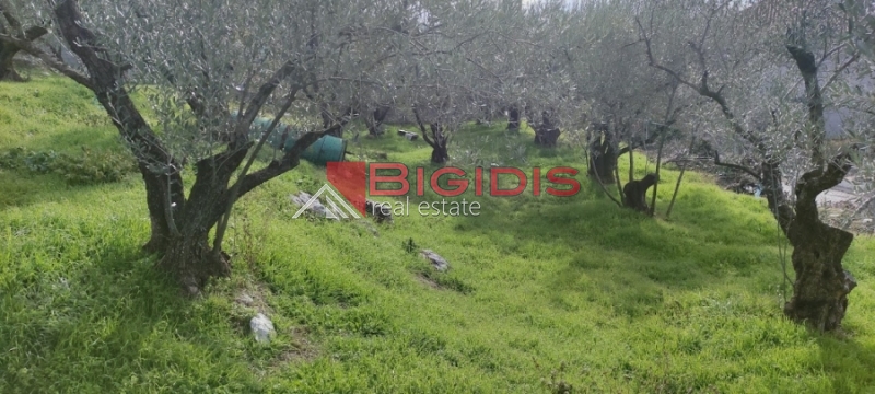 ΕΛΑΙΩΝΑΣ οικόπεδο άρτιο και οικοδομήσιμο με πανοραμική θέα .