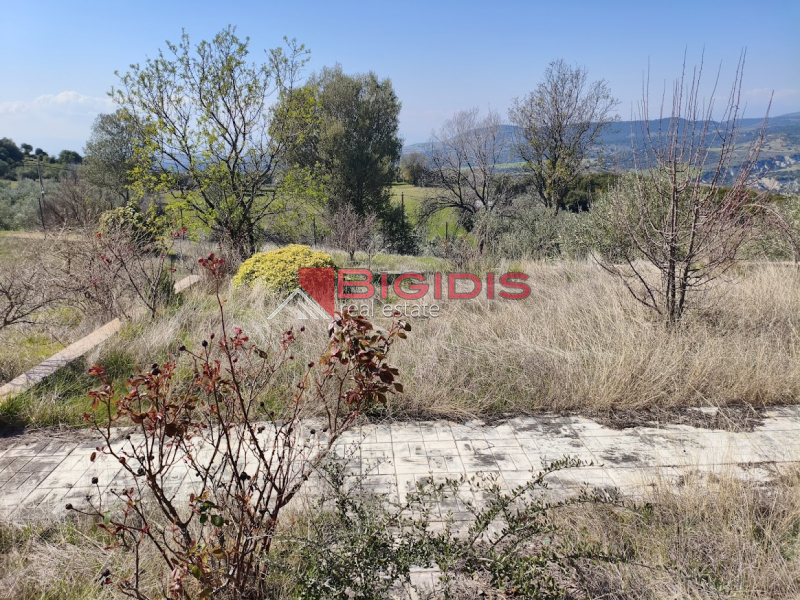 ΕΞΑΙΡΕΤΙΚΗ ΗΣΥΧΗ ΜΟΝΟΚΑΤΟΙΚΙΑ ΕΛΑΙΩΝΑΣ