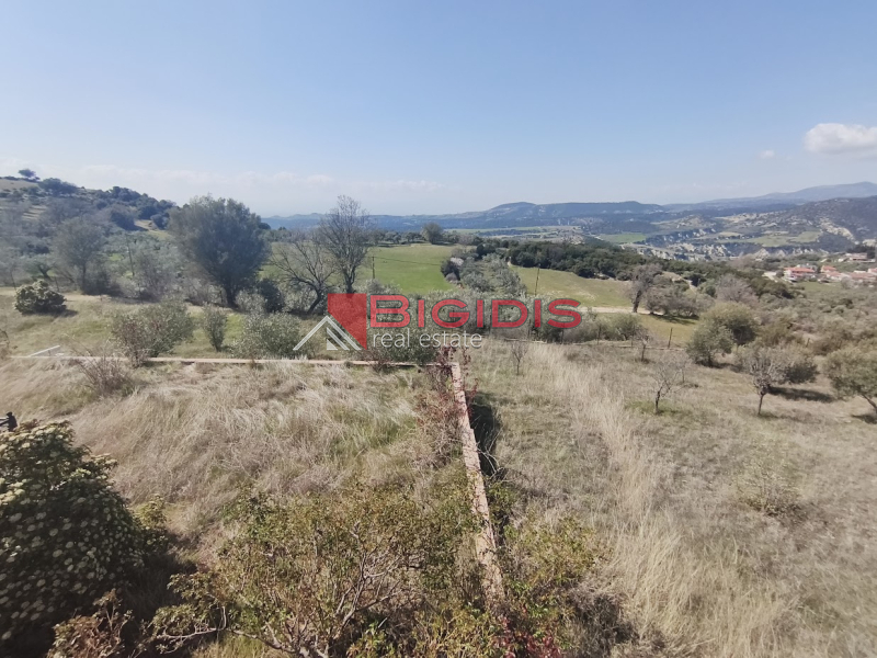 ΕΞΑΙΡΕΤΙΚΗ ΗΣΥΧΗ ΜΟΝΟΚΑΤΟΙΚΙΑ ΕΛΑΙΩΝΑΣ