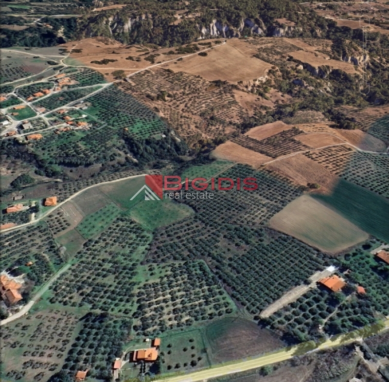 δύο ελαιώνες συνολικής έκτασης 14425 μ2