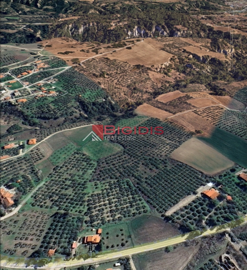 10-82971477 δύο ελαιώνες συνολικής έκτασης 14425 μ2