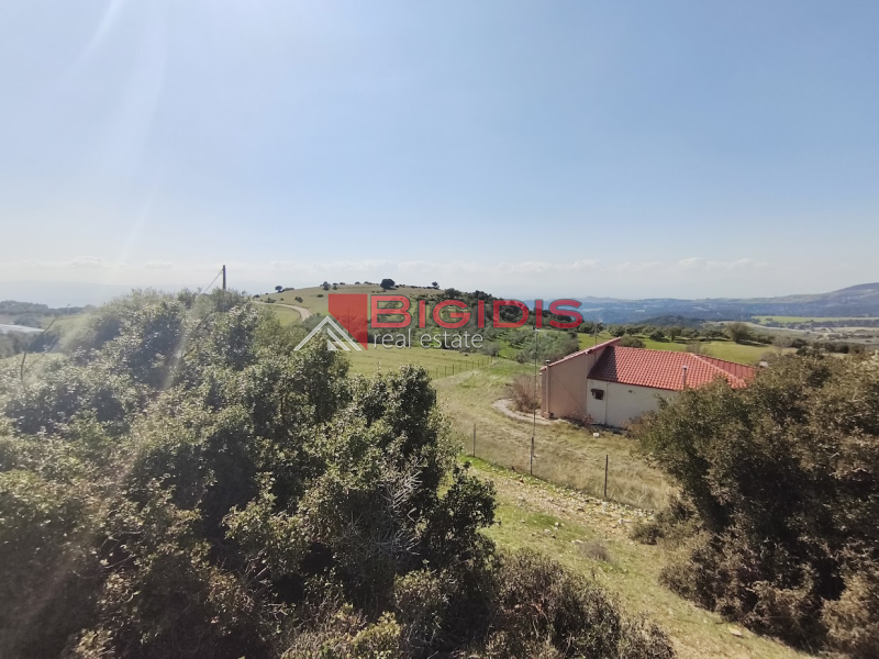 ΕΛΑΙΩΝΑΣ παραγωγικός