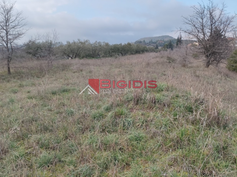 ΑΓΡΟΤΕΜΑΧΙΟ προνομιούχο αμφιθεατρικό