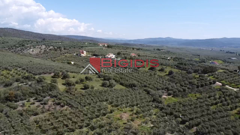 Ορμύλια Ψακούδια. ΠΩΛΕΙΤΑΙ οικοδομήσιμο αγροτεμάχιο με συνολική επιφάνεια 4166 τ.μ