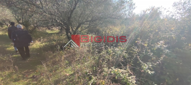ΕΛΑΙΩΝΑΣ ΠΩΛΕΙΤΑΙ επίπεδο αγροτεμάχιο συνολικής επιφάνειας 2100.00 τ.μ