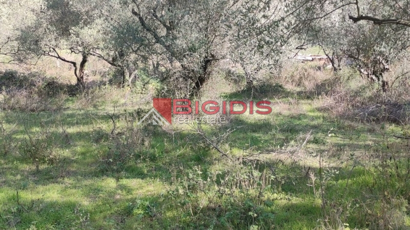 ΕΛΑΙΩΝΑΣ ΠΩΛΕΙΤΑΙ επίπεδο αγροτεμάχιο συνολικής επιφάνειας 2100.00 τ.μ