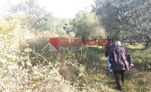 ΕΛΑΙΩΝΑΣ ΠΩΛΕΙΤΑΙ επίπεδο αγροτεμάχιο συνολικής επιφάνειας 2100.00 τ.μ